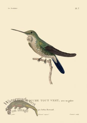 Humming Bird 07